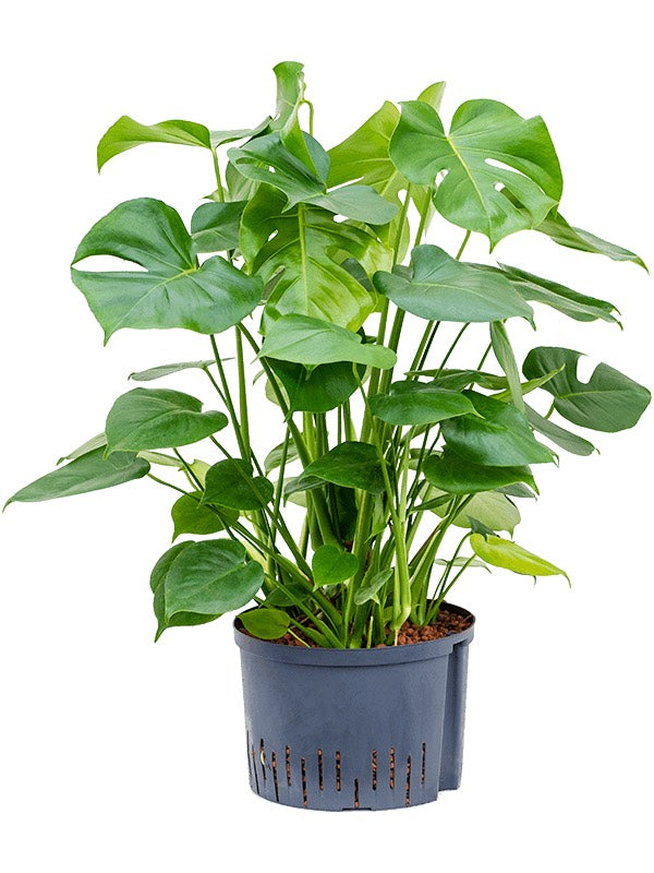 Monstera Deliciosa - 3Pp