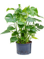 Monstera Deliciosa - 3Pp