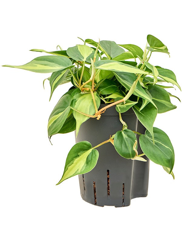 Philodendron Scandens 'Brasil' - Hanger