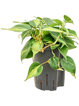 Philodendron Scandens 'Brasil' - Hanger