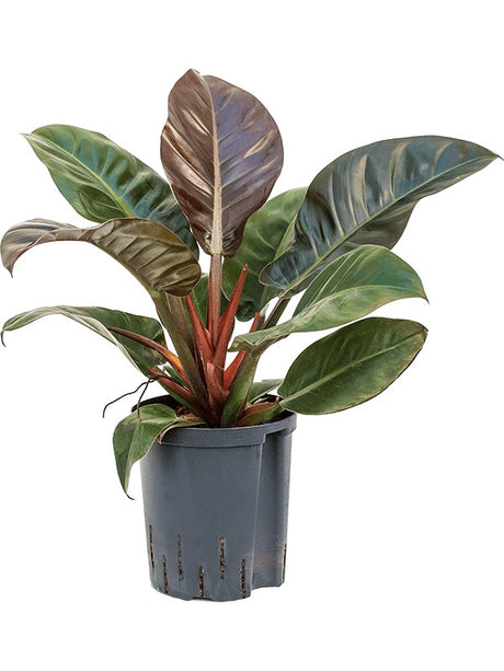 Philodendron 'Imperial Red'