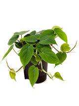 Philodendron Scandens - Hanger