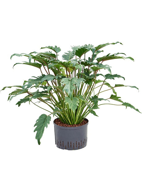 Philodendron 'Xanadu'