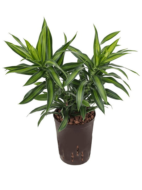 Pleomele (Dracaena) Reflexa 'Song Of Jamaica' - Tuft 3Pp