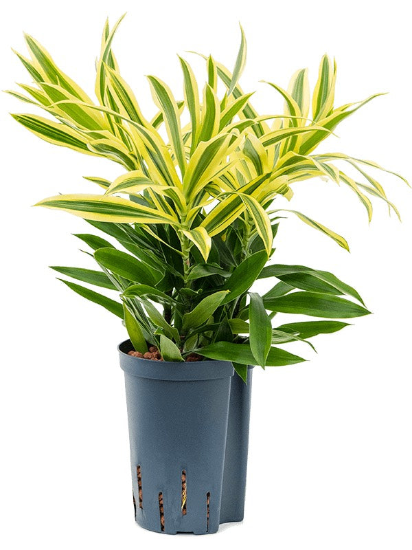 Pleomele (Dracaena) Reflexa 'Song Of Sri Lanka' - Tuft 3Pp