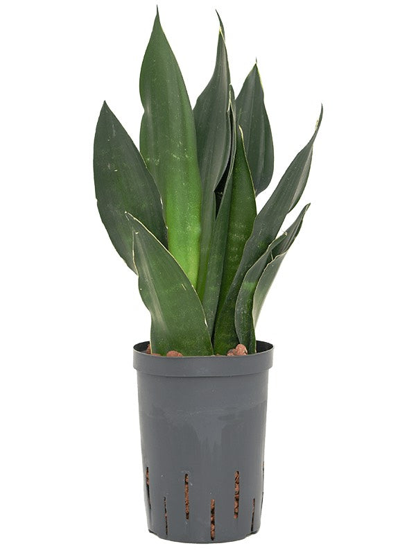 Sansevieria Trifasciata 'Black Diamond' - Tuft