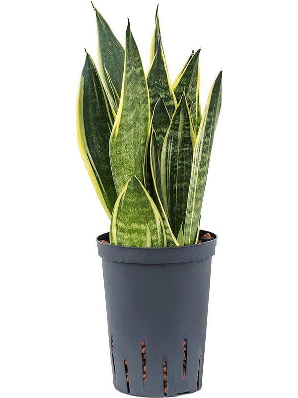 Sansevieria Trifasciata 'Canary' - Tuft