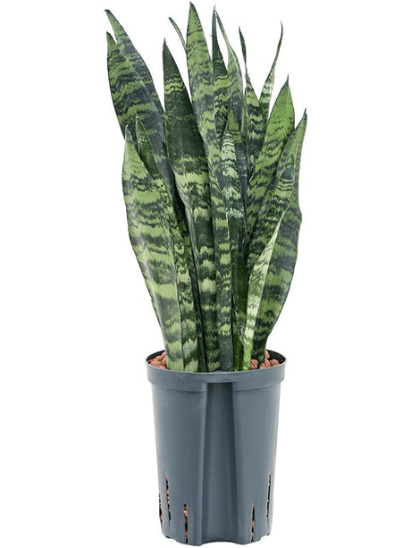 Sansevieria Trifasciata 'Black Coral' - Tuft