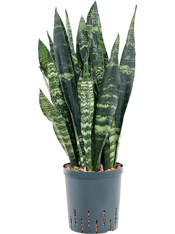 Sansevieria Trifasciata 'Black Coral' - Tuft