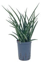 Sansevieria Kirkii 'Fernwood' - Tuft