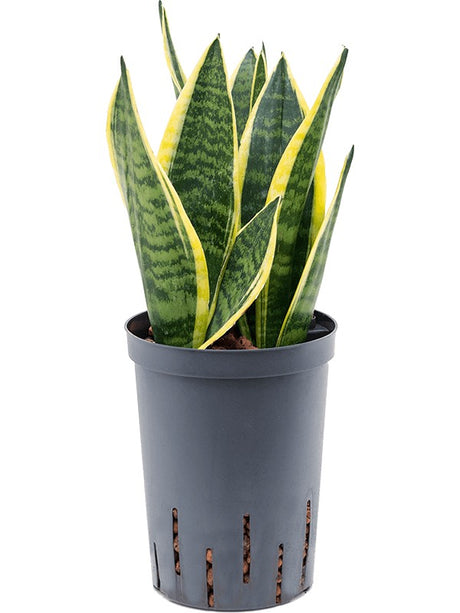 Sansevieria Trifasciata 'Futura Superba' - Tuft