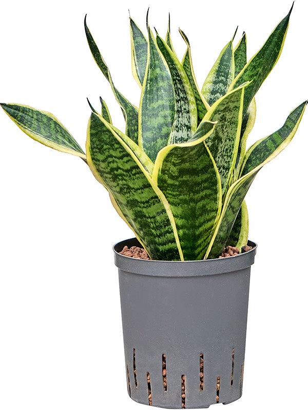 Sansevieria Trifasciata 'Futura Superba' - Tuft