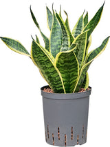 Sansevieria Trifasciata 'Futura Superba' - Tuft