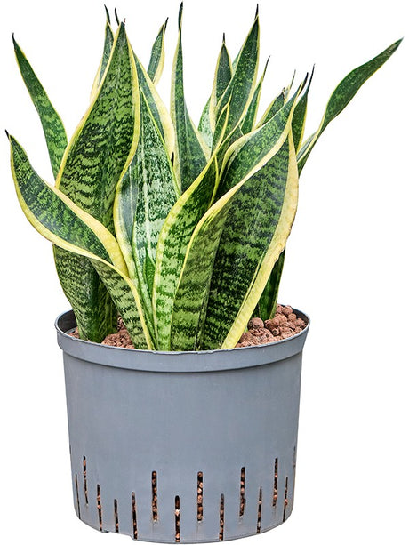 Sansevieria Trifasciata 'Futura Superba' - Tuft