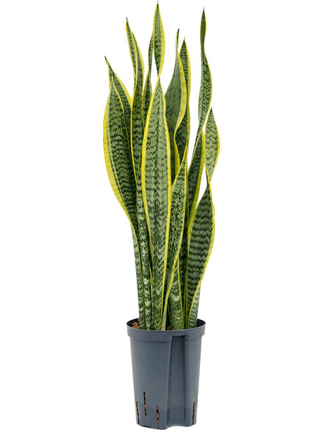 Sansevieria Trifasciata 'Laurentii' - Tuft