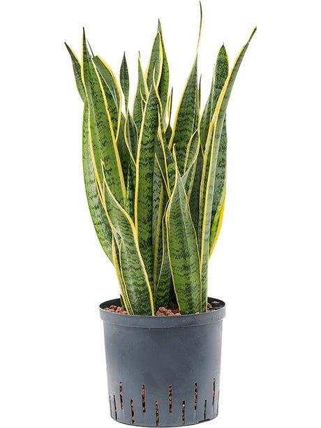 Sansevieria Trifasciata 'Laurentii' - Tuft