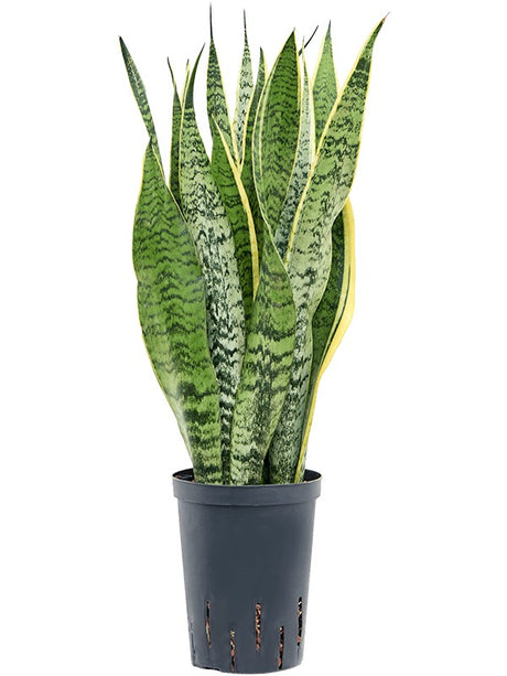 Sansevieria Trifasciata 'Laurentii' - Tuft