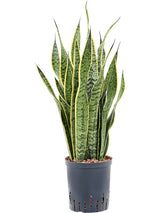 Sansevieria Trifasciata 'Laurentii' - Tuft