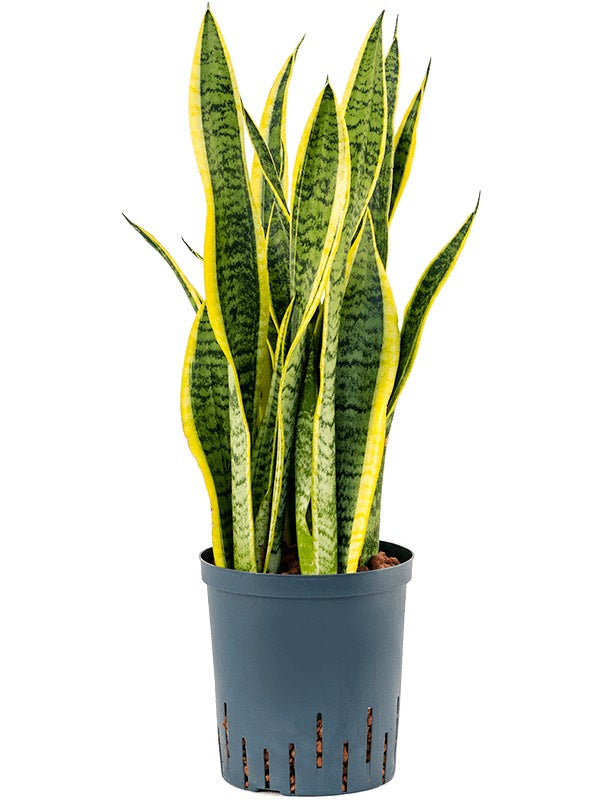 Sansevieria Trifasciata 'Laurentii' - Tuft