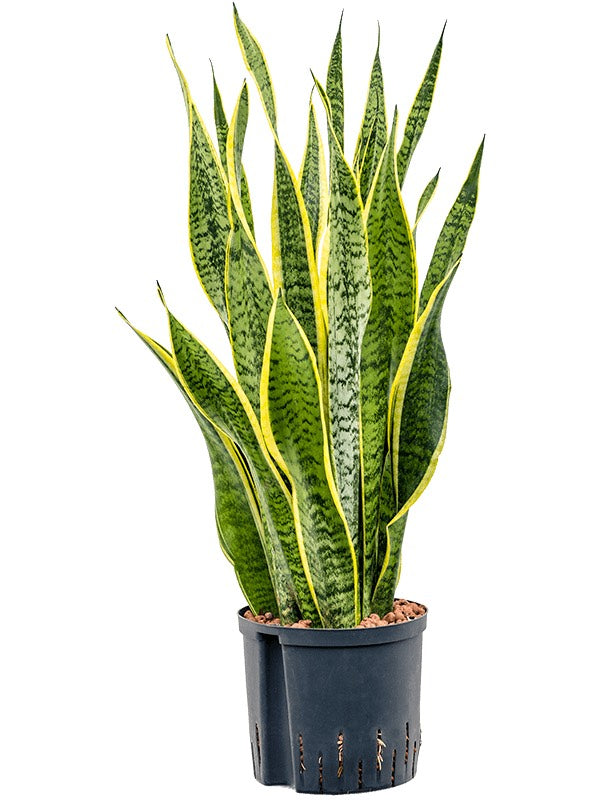 Sansevieria Trifasciata 'Laurentii' - Tuft