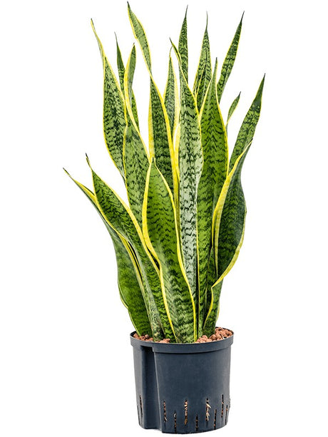 Sansevieria Trifasciata 'Laurentii' - Tuft