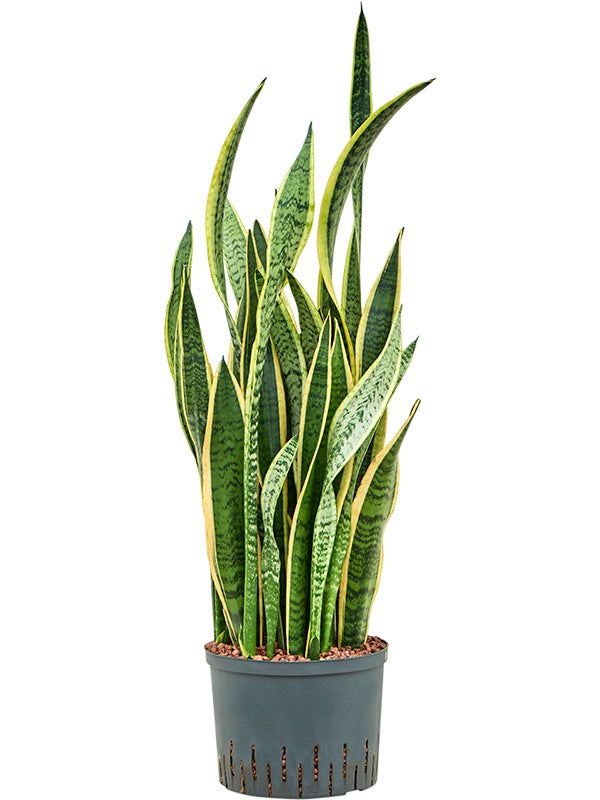 Sansevieria Trifasciata 'Laurentii' - Tuft