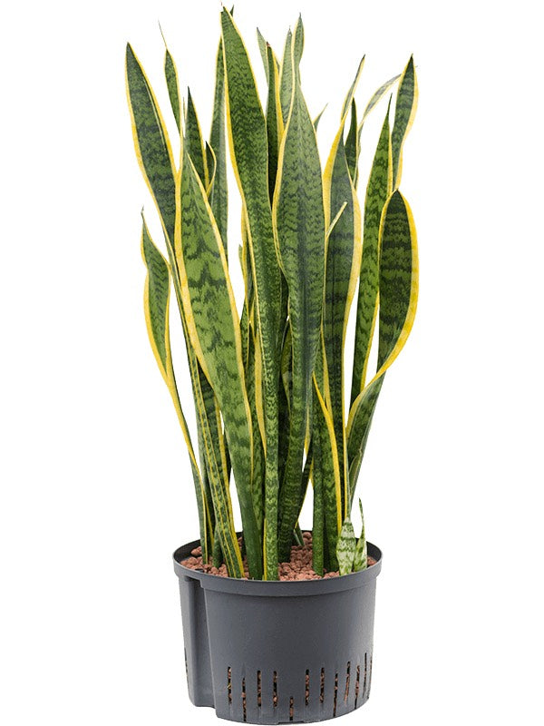 Sansevieria Trifasciata 'Laurentii' - Tuft