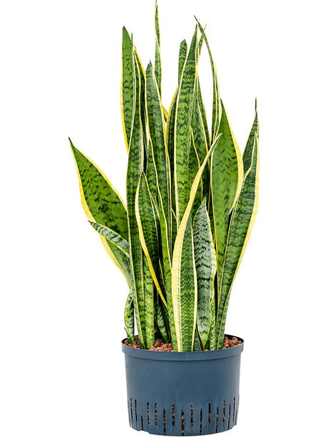 Sansevieria Trifasciata 'Laurentii' - Tuft