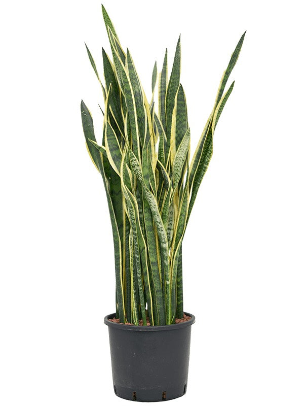 Sansevieria Trifasciata 'Laurentii' - Tuft