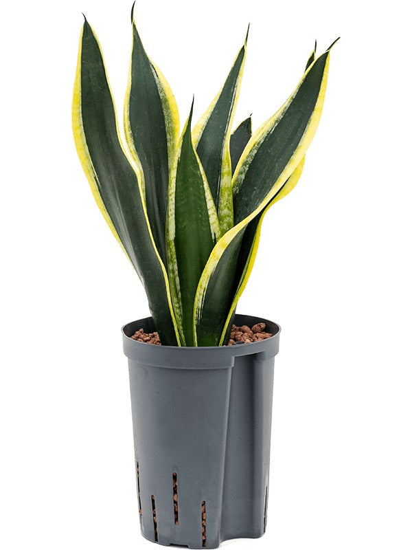 Sansevieria Trifasciata 'Super Flame' - Tuft