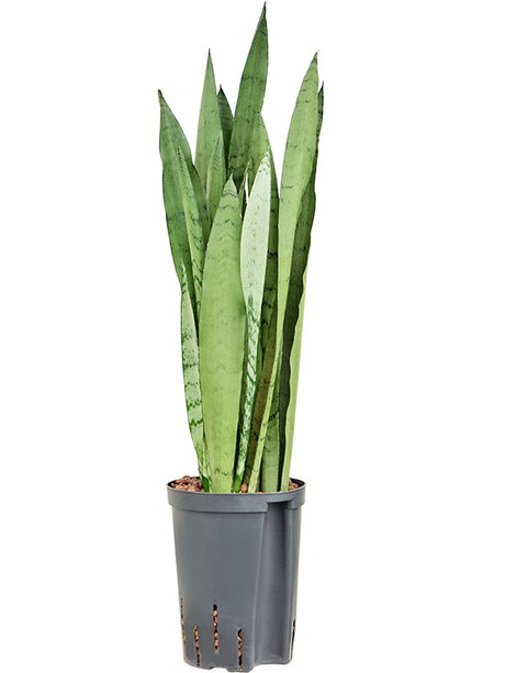 Sansevieria Trifasciata 'Silver Mist' - Tuft