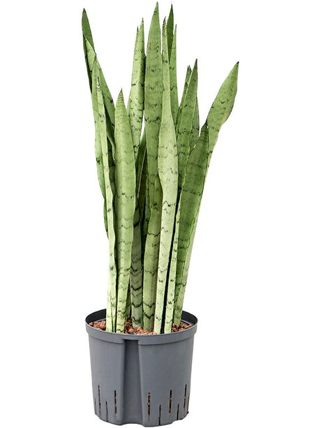 Sansevieria Trifasciata 'Silver Mist' - Tuft