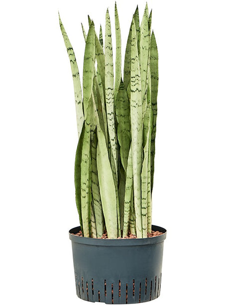 Sansevieria Trifasciata 'Silver Mist' - Tuft