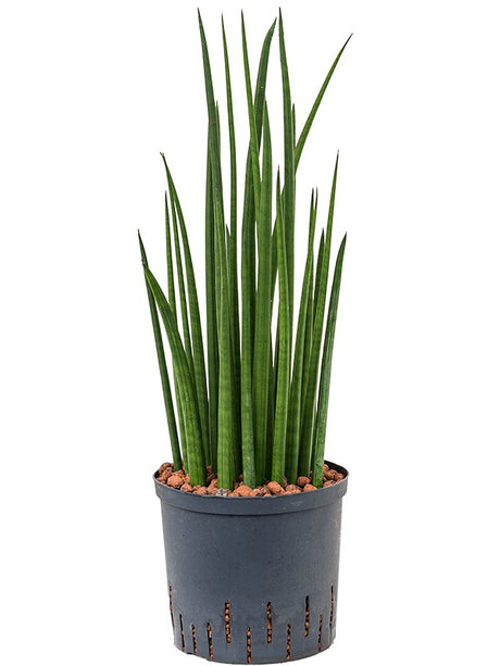 Sansevieria Cylindrica 'Spikes' - Tuft