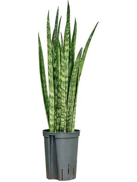 Sansevieria Trifasciata 'Snake Skin' - Tuft