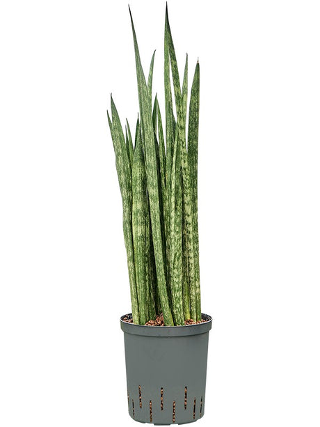 Sansevieria Trifasciata 'Snake Skin' - Tuft