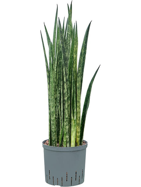 Sansevieria Trifasciata 'Snake Skin' - Tuft