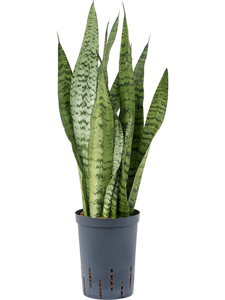 Sansevieria Zeylanica - Tuft