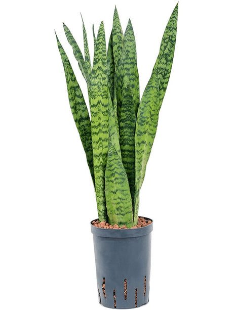 Sansevieria Zeylanica - Tuft