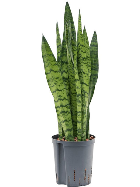 Sansevieria Zeylanica - Tuft