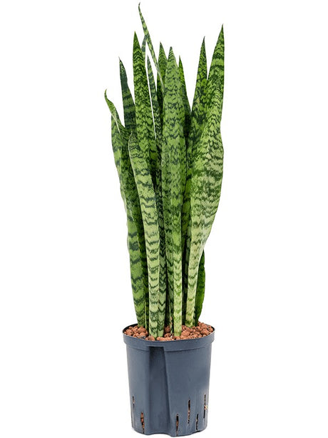 Sansevieria Zeylanica - Tuft