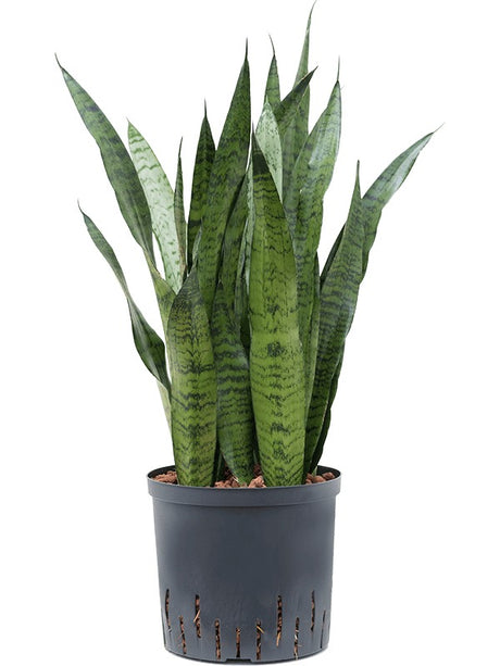 Sansevieria Zeylanica - Tuft