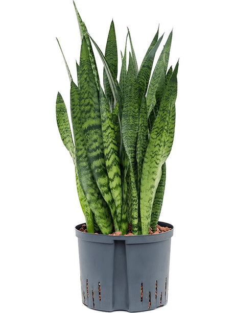 Sansevieria Zeylanica - Tuft