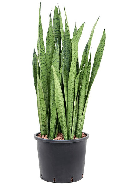 Sansevieria Zeylanica - Tuft