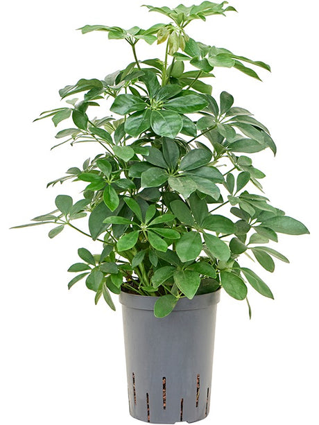 Schefflera Arboricola 'Compacta' - Bush