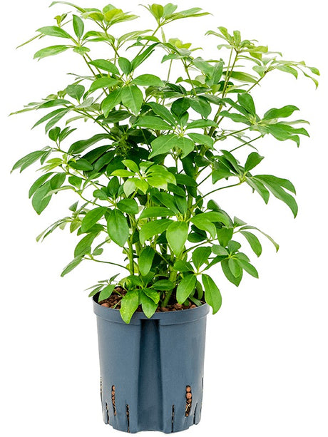 Schefflera Arboricola 'Compacta' - Bush