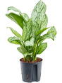 Aglaonema 'Christina' - Tuft