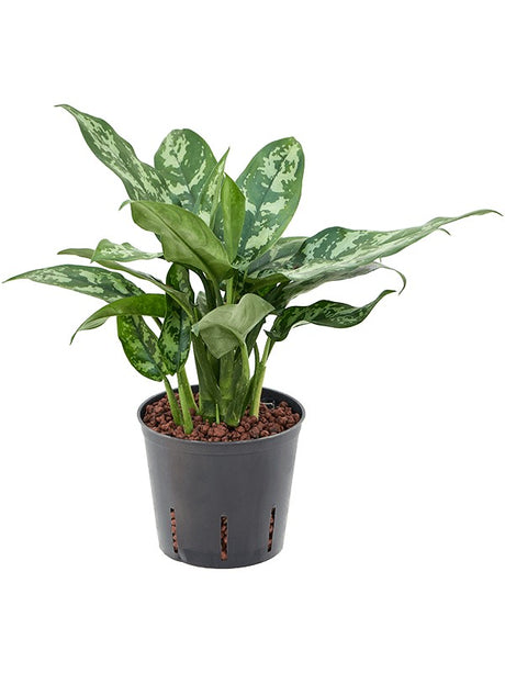 Aglaonema 'Maria' - Tuft