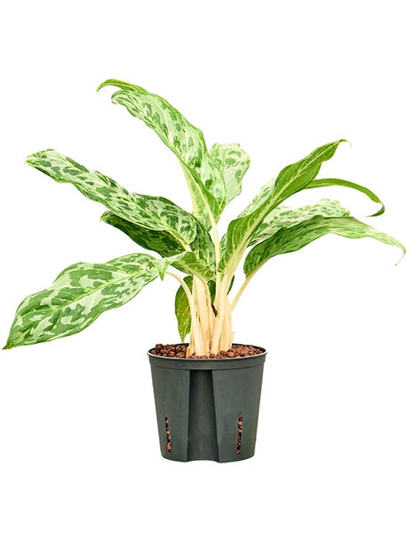 Aglaonema 'Pavo Real' - Tuft