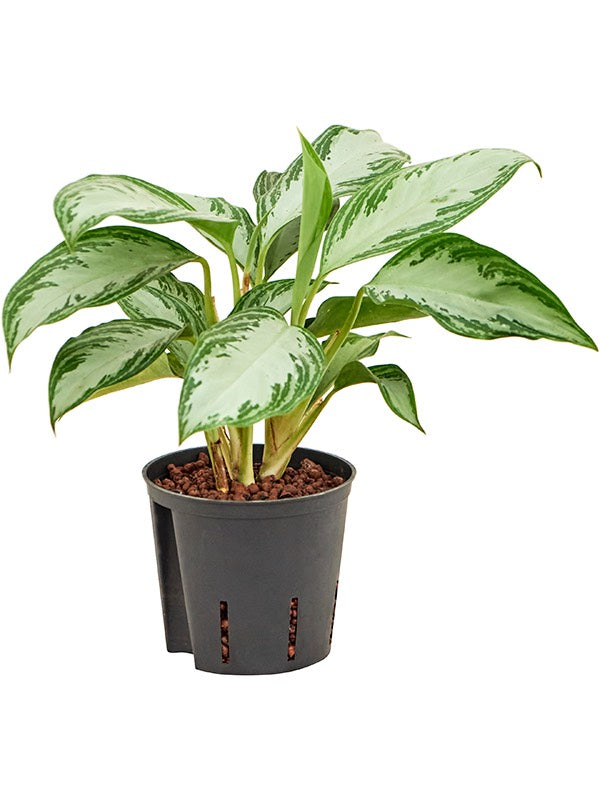 Aglaonema 'Silver Bay' - Tuft